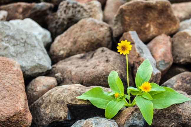 yellow flowers surrounded by rocks